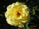 Bruocsella ® rose photo