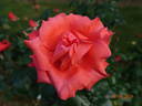 Ave Maria ® rose photo