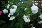Armide rose photo