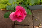 Country Dancer rose photo