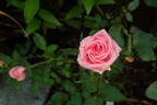 Cupcake ™ rose photo
