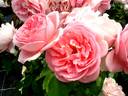 Bobino rose photo