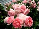 Bobino rose photo
