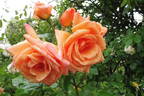 Barbara Ann rose photo