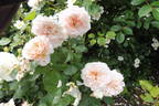 Weisse Gruss an Aachen rose photo