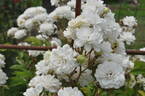 Rankende Miniature rose photo