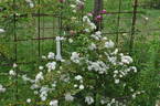 Rankende Miniature rose photo