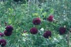 Black Boy rose photo