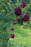 Black Boy rose photo