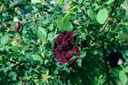 Black Boy rose photo
