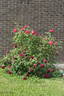 Black Boy rose photo