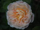 Tamora rose photo
