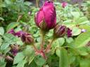 Black Boy rose photo