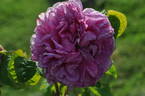 Reine des Amateurs rose photo