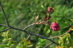 Reine des Amateurs rose photo