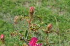 Félicité Bohain rose photo