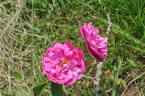 Félicité Bohain rose photo