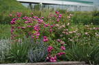 Bardou Job - in commerce rose photo