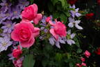 Country Dancer rose photo