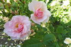 Kir Royal rose photo