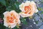 Xian Zhang rose photo