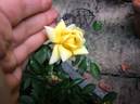 Little Bit o' Sunshine rose photo