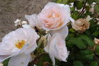 Sweet Blondie rose photo