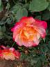 Eiko rose photo