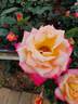Eiko rose photo