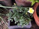 Little Bit o' Sunshine rose photo