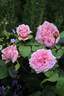 Happy Summers rose photo