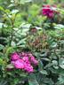 Enfant des Ardennes rose photo