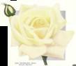 Frank Reader rose photo