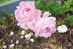 Constance Spry rose photo