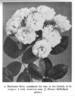 Baltimore Belle rose photo