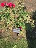 Champlain rose photo