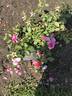 Country Dancer rose photo