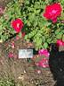 Cuthbert Grant rose photo