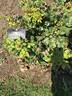 George Vancouver rose photo