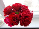 Crimson Cascade rose photo