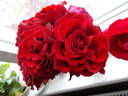Crimson Cascade rose photo