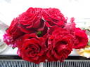 Crimson Cascade rose photo
