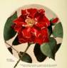 Roger Lambelin rose photo