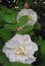 Ayrshire Splendens rose photo