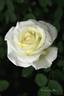 The Finest rose photo
