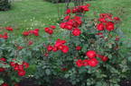 Dirigent ® rose photo