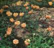Orange Everglow rose photo