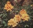 Orange Everglow rose photo