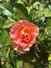 Caribbean Breeze rose photo