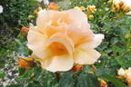 Xian Zhang rose photo